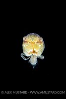 Planktonic Larval Stage Crab, Indonesia