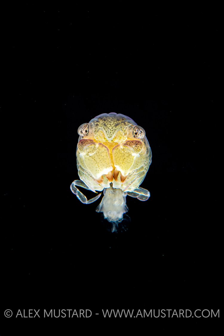 Planktonic Larval Stage Crab, Indonesia