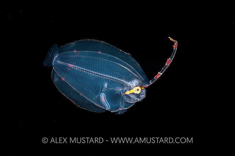 Larval Stage Flatfish, Indonesia