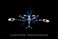 Planktonic Larval Stage Shrimp, Indonesia