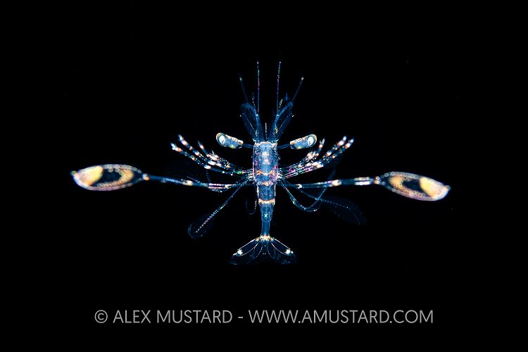 Planktonic Larval Stage Shrimp, Indonesia