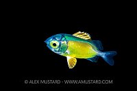 Planktonic Larval Stage Squirrelfish, Indonesia