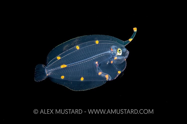 Larval Stage Flatfish, Indonesia