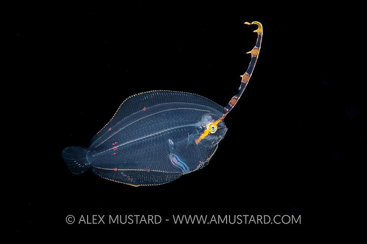 Larval Stage Flatfish, Indonesia