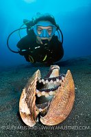 Coconut Octopus In Shell With Diver, Indonesia
