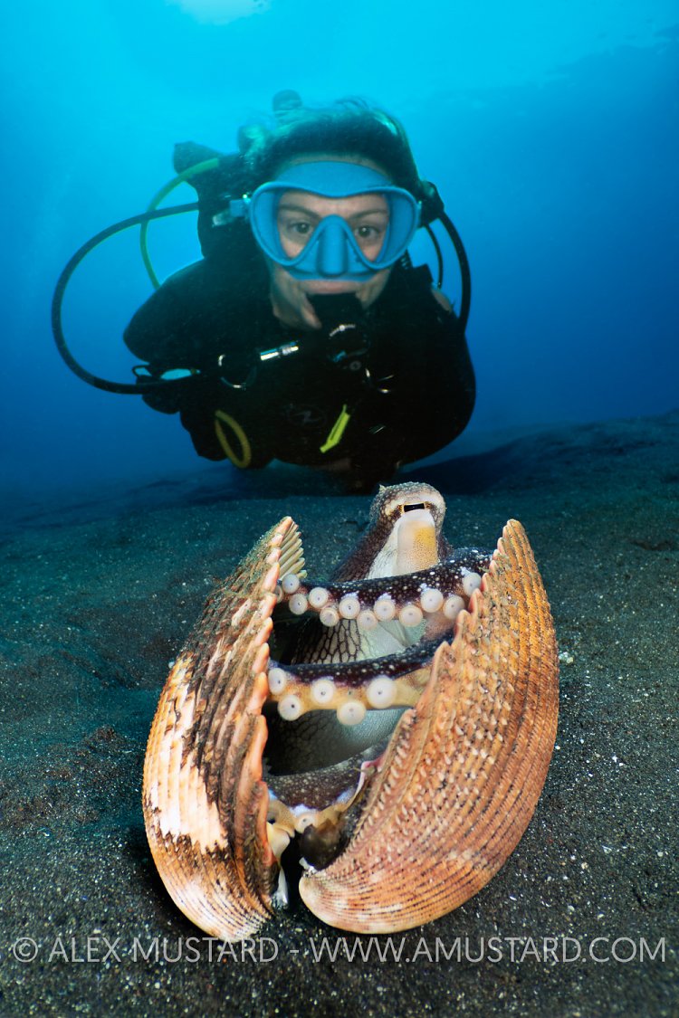 Coconut Octopus In Shell With Diver, Indonesia