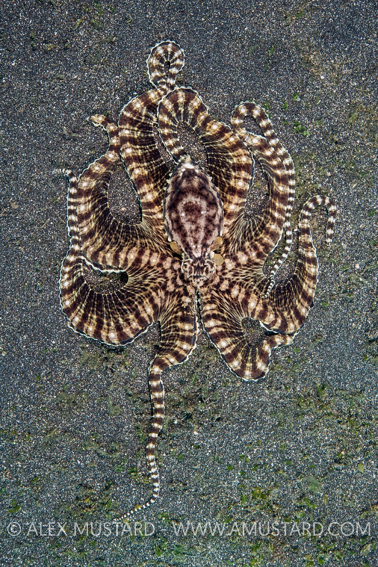 Mimic Octopus, Indonesia