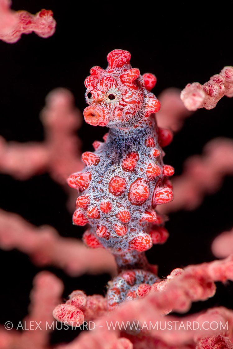 Pygmy Seahorse, Indonesia