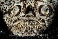 Stargazer Face, Indonesia