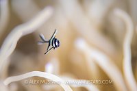 Banggai Baby, Indonesia