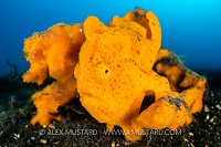 Orange Painted Frogfish, Indonesia