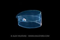 Moray Eel Planktonic Larval Stage, Indonesia