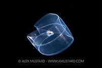 Moray Eel Planktonic Larval Stage, Indonesia