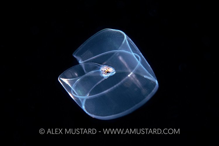 Moray Eel Planktonic Larval Stage, Indonesia