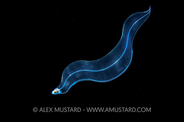 Moray Eel Planktonic Larval Stage, Indonesia