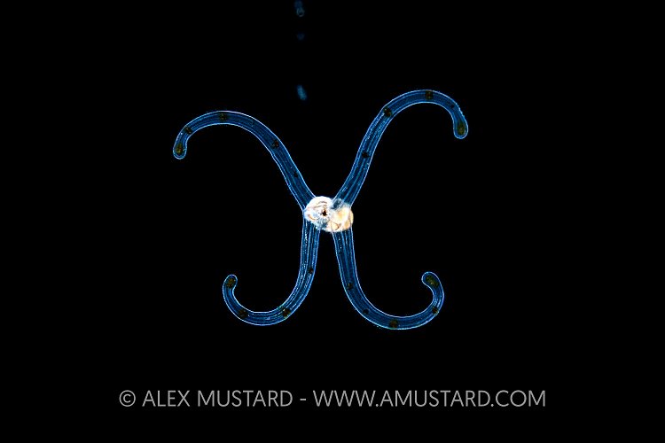 Mollusc Planktonic Larval Stage, Indonesia