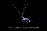 Planktonic Shrimp, Indonesia