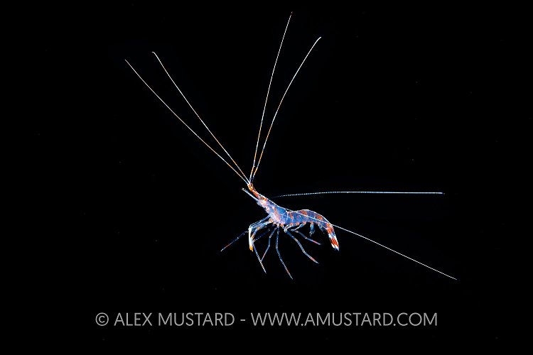 Planktonic Shrimp, Indonesia