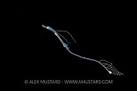 Planktonic Larval Stage Pipefish, Indonesia