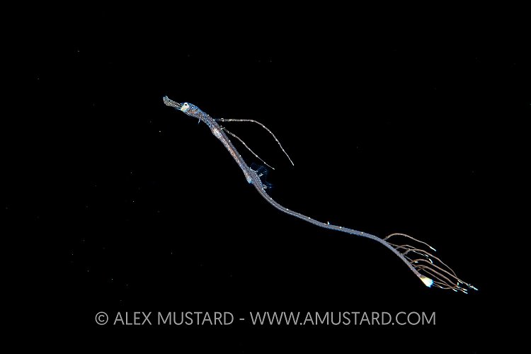 Planktonic Larval Stage Pipefish, Indonesia