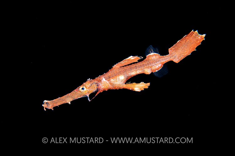 Planktonic Larval Stage Ghost Pipefish, Indonesia