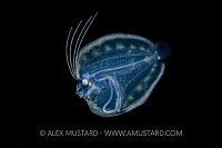 Planktonic Larval Stage Flatfish, Indonesia