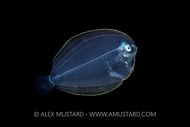 Planktonic Larval Stage Flatfish, Indonesia