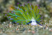 Tiny Sheep Slug, Indonesia