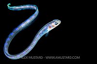 Snake Blenny Planktonic Larval Stage, Indonesia