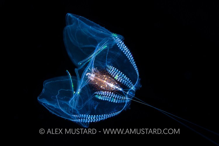 Comb Jellyfish, Indonesia