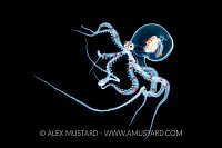 Octopus Planktonic Larval Stage, Indonesia