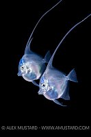 Larval Stage Moorish Idols, Indonesia