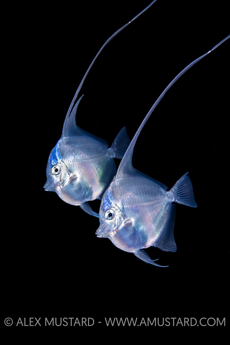 Larval Stage Moorish Idols, Indonesia