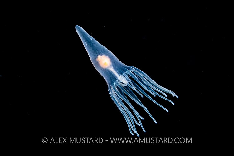 Anemone Larva, Indonesia