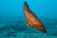 Juvenile Batfish, Indonesia