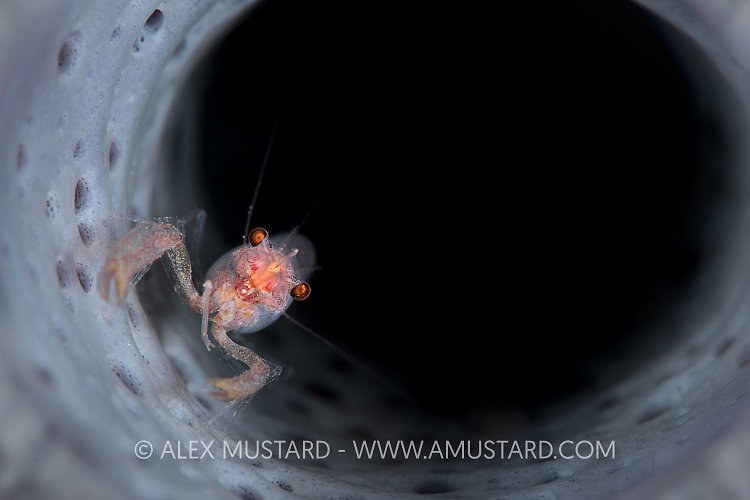 Sponge Shrimp, Indonesia