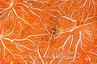 Ghostgoby On Sponge, Indonesia