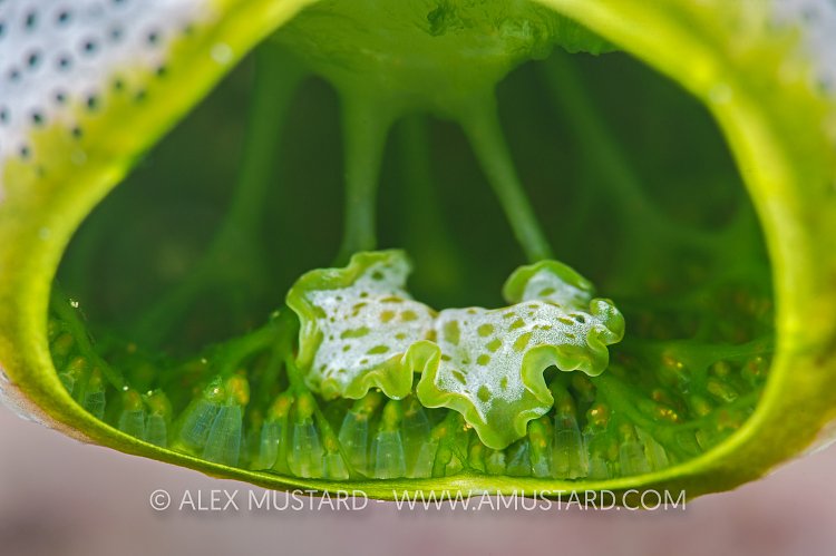 Flatworm In Tunicate, Indonesia