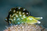 Sea Slug On Reef, Indonesia