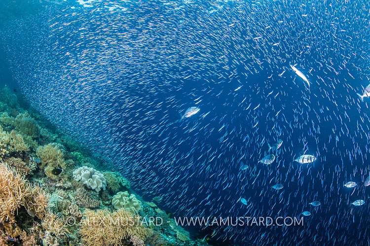 Jacks Hunting Silversides, indonesia