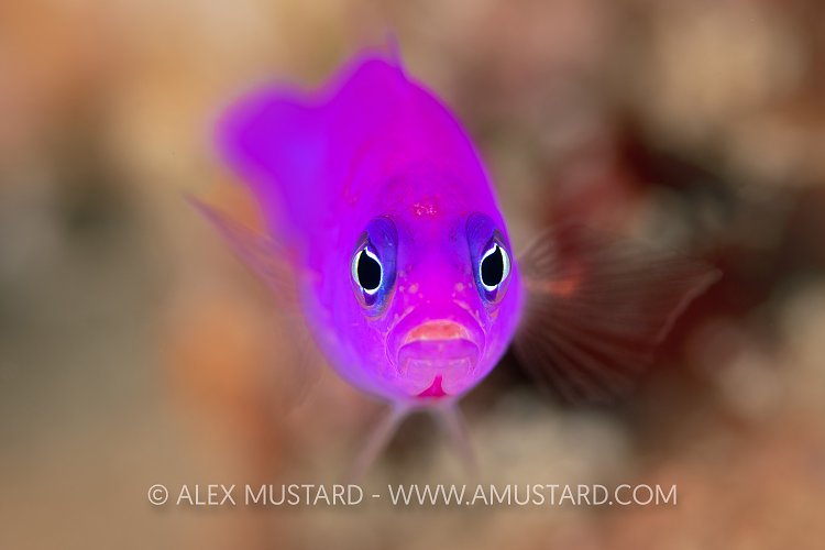 Magneta Dottyback, Indonesia