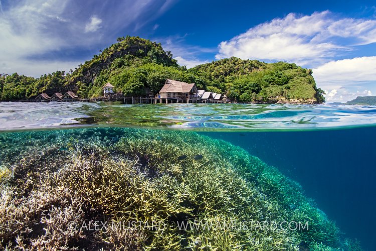 Reef And Resort Island, Indonesia