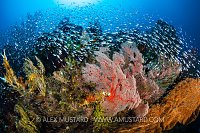 Busy Reef Scene, Indonesia