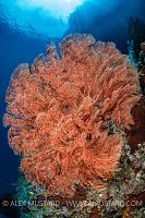 Seafan And Sunbeams, Indonesia