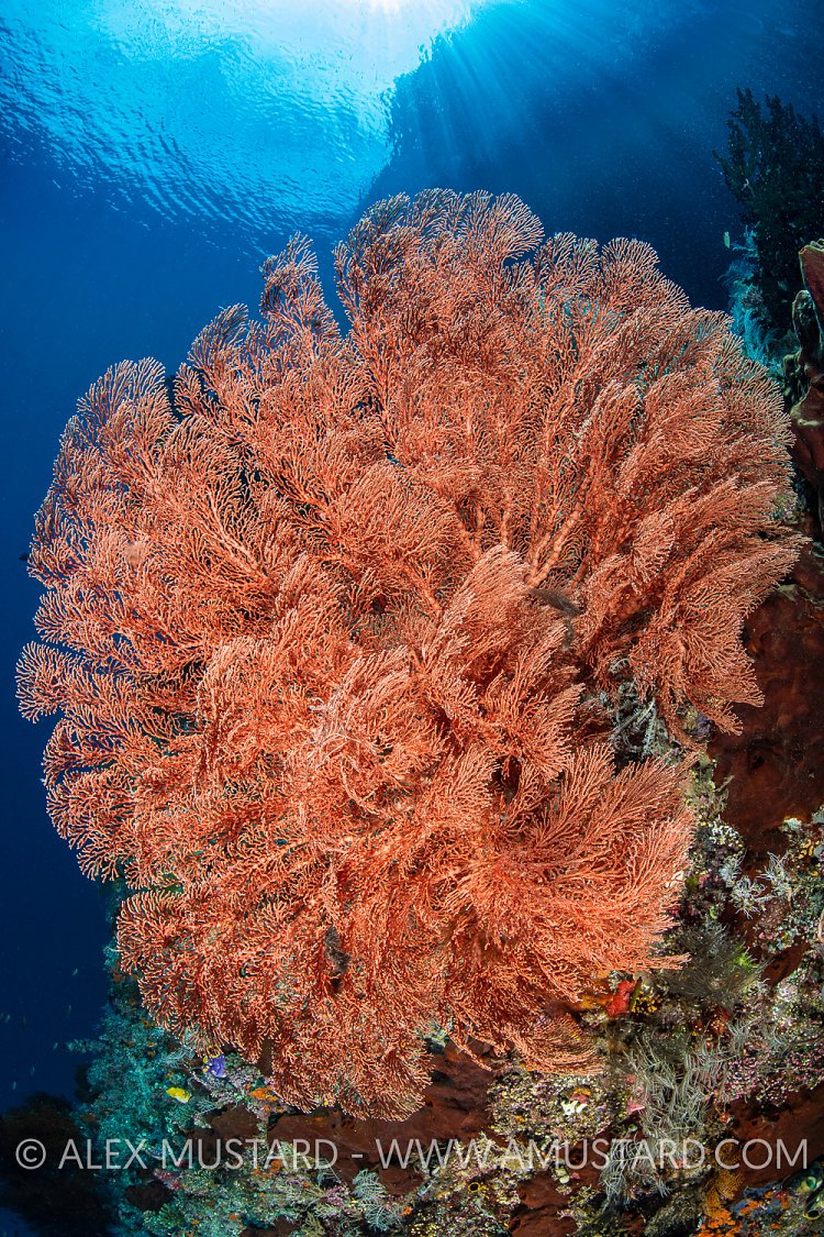 Seafan And Sunbeams, Indonesia