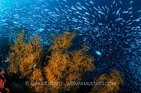 Silversides Over Corals, Indonesia
