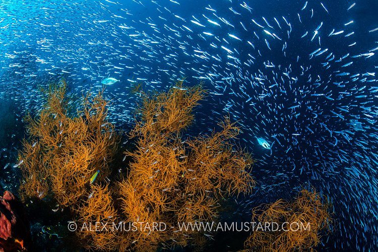 Silversides Over Corals, Indonesia