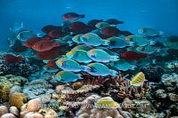 Battle Of The Herbiviores, Indonesia