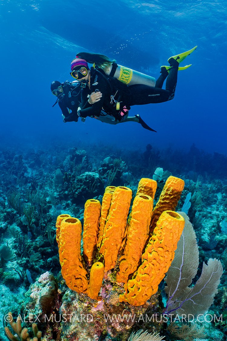 Buddy Team Explores The Reef, Cayman Islands