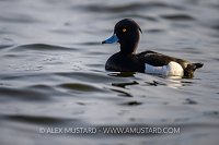 Tufted Duck, Iceland